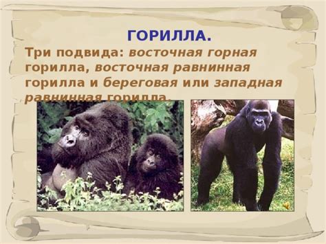 Характеристика и особенности отряда Приматы