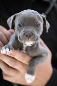 Pitbull Puppy - Puppies Photo (39611425) - Fanpop