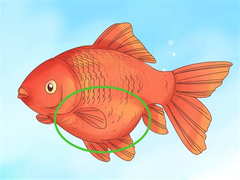 how to know if a goldfish is pregnant