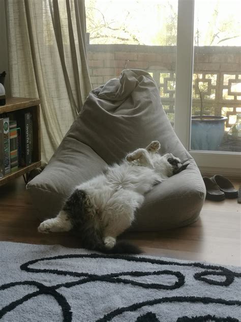 Neighbours cat has taken to napping on our bean bag like this : r/notmycat