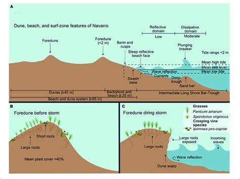 surf zone  foredunes  navarro  dune beach