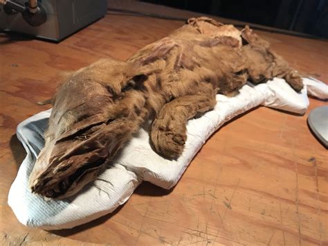Will We Ever Discover A Frozen Neanderthal Mummy? | IFLScience