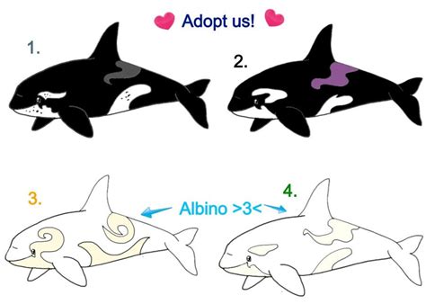 Orca Adoptables ( + Albino Orcas ) by Camy-Orca on DeviantArt