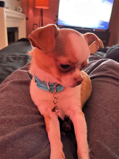 Why is my chihuahua’s ears still floppy at 8.5 mos? Going to the vet to check it out. : Chihuahua