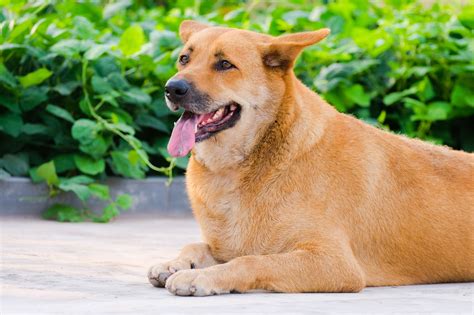 anjing peliharaan mamalia foto gratis  pixabay pixabay