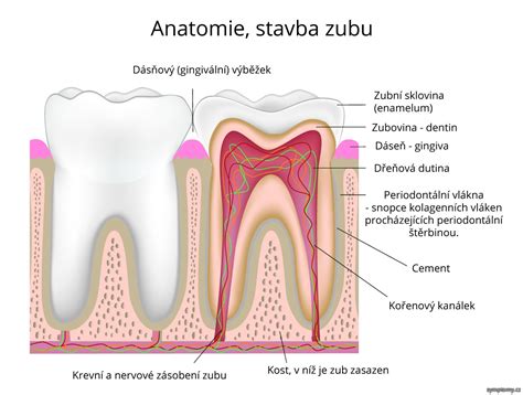 Zuby - příznaky a léčba