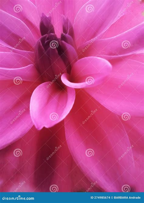 Details of a Beautiful Dalia Flower in a Deep Pink Color Growing in a