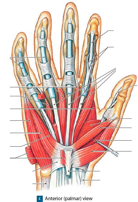 Muscles of the Palm Diagram | Quizlet