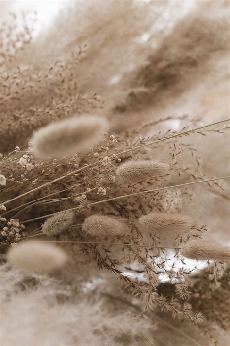 Dried flower dried flower – Artofit