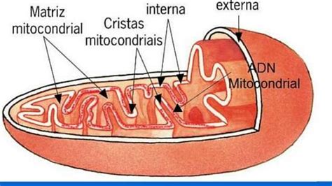 Esquema de la mitocondria ¡Fotos & Guía 2024!