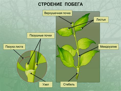 "Вегетативные органы растений", 6 класс. Формат ppt. Опубликовано 05.02 ...