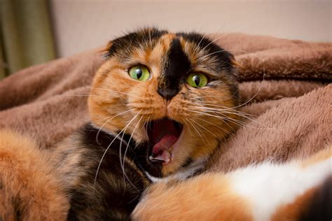 Why Does My Cat Cry? - Charlotte Kennels