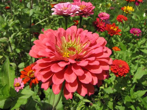 File:Zinnia elegans (pink).jpg - Wikimedia Commons