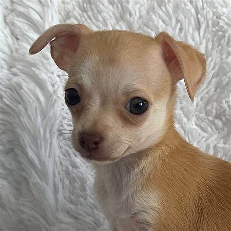 Teacup Chihuahua Puppy for Sale - Heavenly Puppies