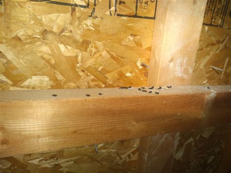 finding dead insects or mouse droppings