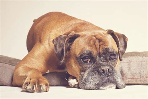 Quels sont les meilleurs chiens de garde ? - Top 10