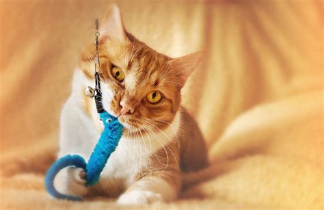 Should My Cat Play With String? Dangerous Toys For Cats