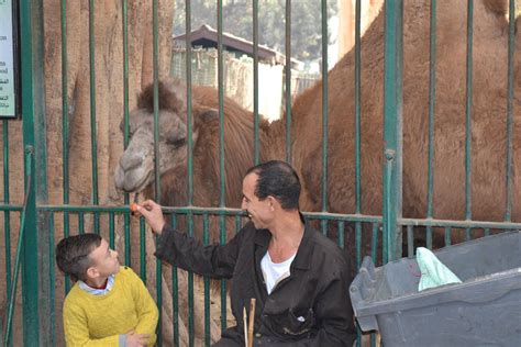 Egypt’s Zoo Of Horrors Where Animals Are Tortured And Garbage Piles Up