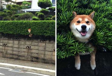 Go Ahead, Laugh at These Hilarious Dog Fails | KLYKER.COM