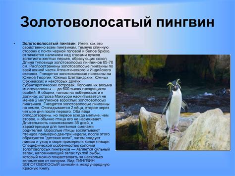 Пингвины. Семейство пингвиновых - презентация онлайн