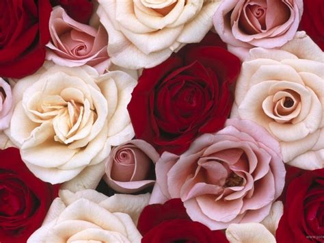 Pin by Джулия on фон | Red and white roses, Fragrant roses, Rose flower