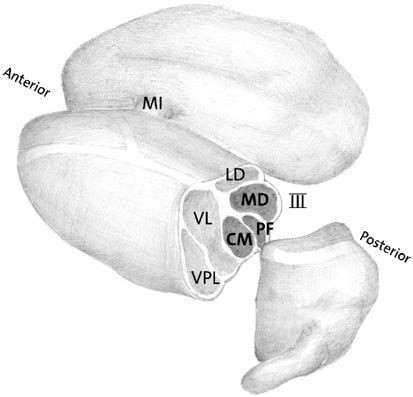 Schematic drawing of the bilateral thalamus. Both thalami are... | Download Scientific Diagram