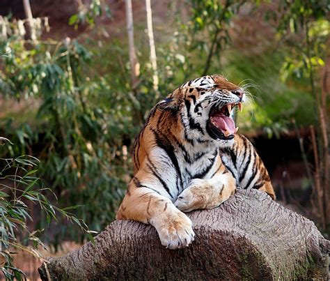 Tiger 1 Foto & Bild | tiere, zoo, wildpark & falknerei, natur Bilder ...