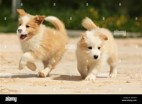 Border Collie Puppies Stock Photo - Alamy