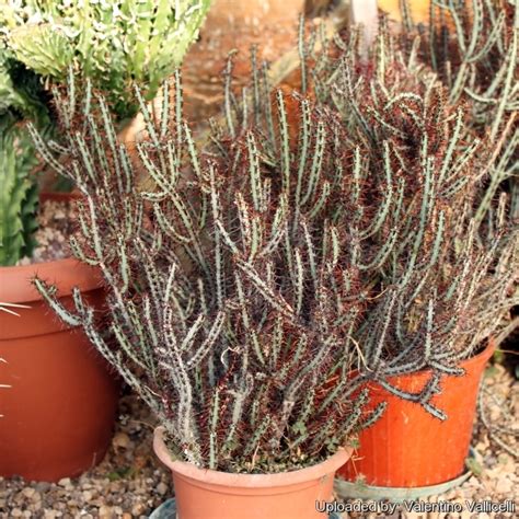 Euphorbia aeruginosa