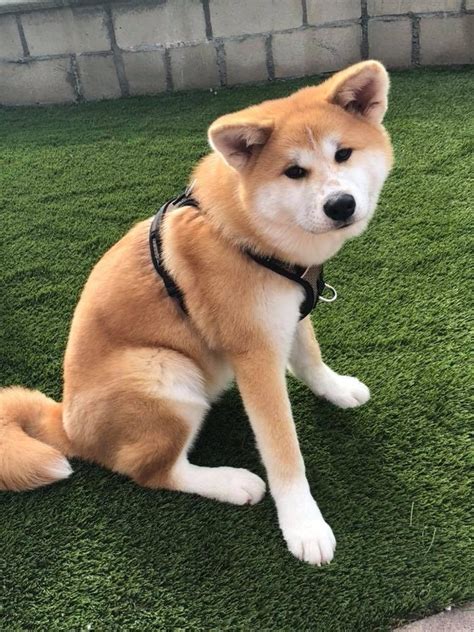 Akita Inu For Sale in San Bernardino County (1) | Petzlover