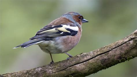 auf dem ollen Ast ..... Foto & Bild | natur, tiere, wildlife Bilder auf ...