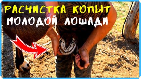 Расчистка копыт у молодой лошади. Без станка. Наш опыт - YouTube