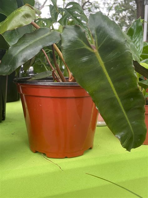 Philodendron Billietiae – Prop & Grow Plant Shop