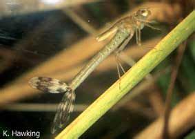 Lestidae Larvae
