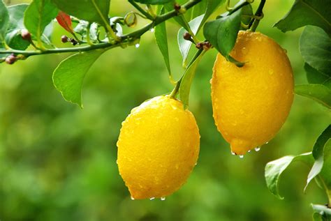 Enzo Montano: I Limoni - Eugenio Montale