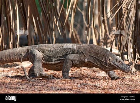 komodo dragon   komodo national park  komodo island east nusa