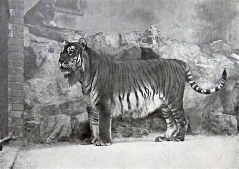 Caspian Tiger Facts, Habitat, Last Sightings, Pictures and Diet