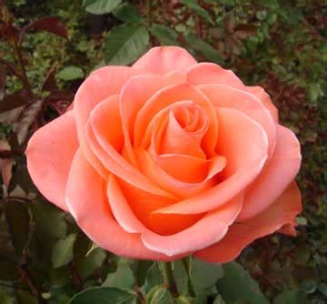 Купить саженцы роз сорта Wow rose. Чайно-гибридная роза Вау | PLANTE.md