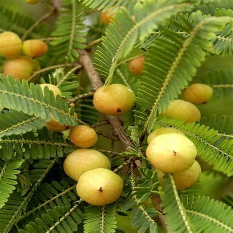Emblica Officinalis at Best Price in Tuticorin, Tamil Nadu | Herbs India