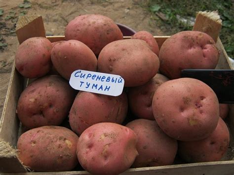 Сорт картофеля «Сиреневый туман» – описание и фото