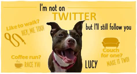 Livingston County Animal Shelter Adoption of the Week: Lucy – The ...