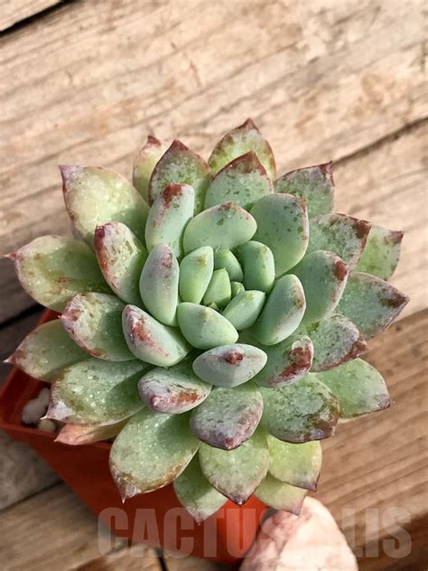 SHPR8866 Pachyveria ‘Clavifolia’ – Cactus-online