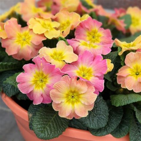 Primula 'Chameleon' F1 - Hybrid Primrose with orange flowers and yellow ...