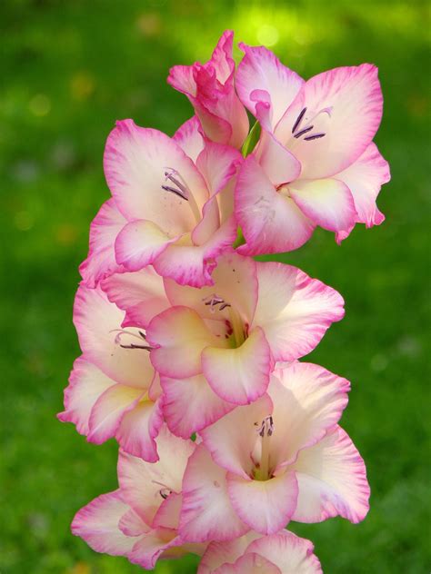 Best of the best: Gladioli Beautiful