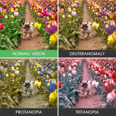 You'll Be Surprised How People With Color Blindness See The World (10 ...