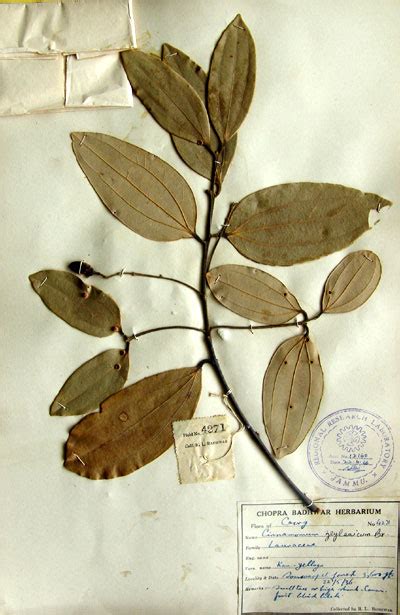 cinnamomum_zeylanicum