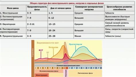 тренировки во время менструального цикла – Intense Fitness