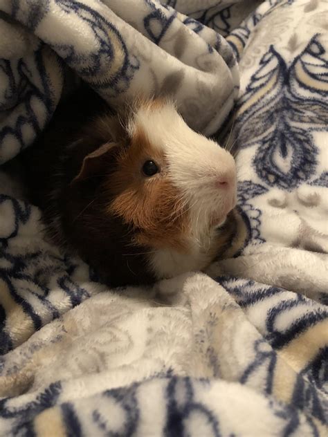 Theo has lost weight and has a blockage in his stomach. Send good vibes