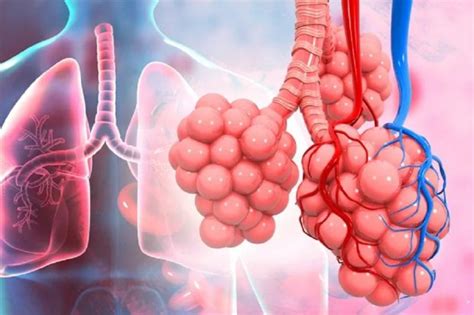 Berita Fungsi Alveolus Adalah Terbaru dan Terkini Hari Ini - Katadata.co.id