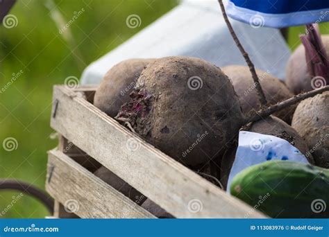 Kiosk on Green Lawn of a Cottage Garden with Vegetables Stock Photo ...